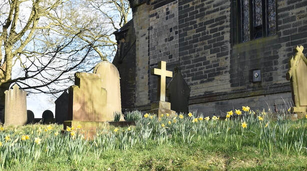 Daffodils in flower at Farnley Church